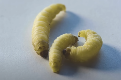 Plastic Eating Worms: A Solution to Our Plastic Problem?